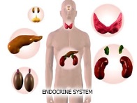 endocrinologie endocrinologie