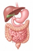 gastroenterologie